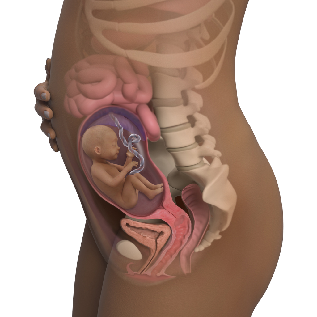  Sự phát triển của thai nhi khi mẹ mang thai tuần 24